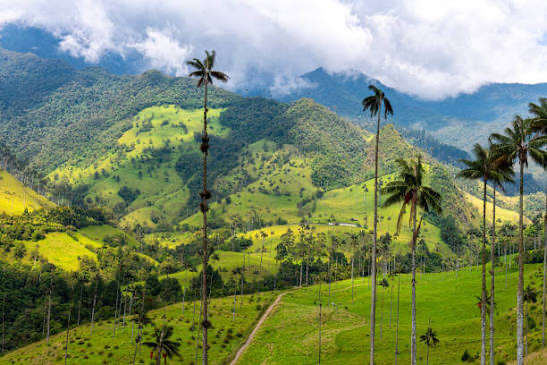 Valle de Cocora